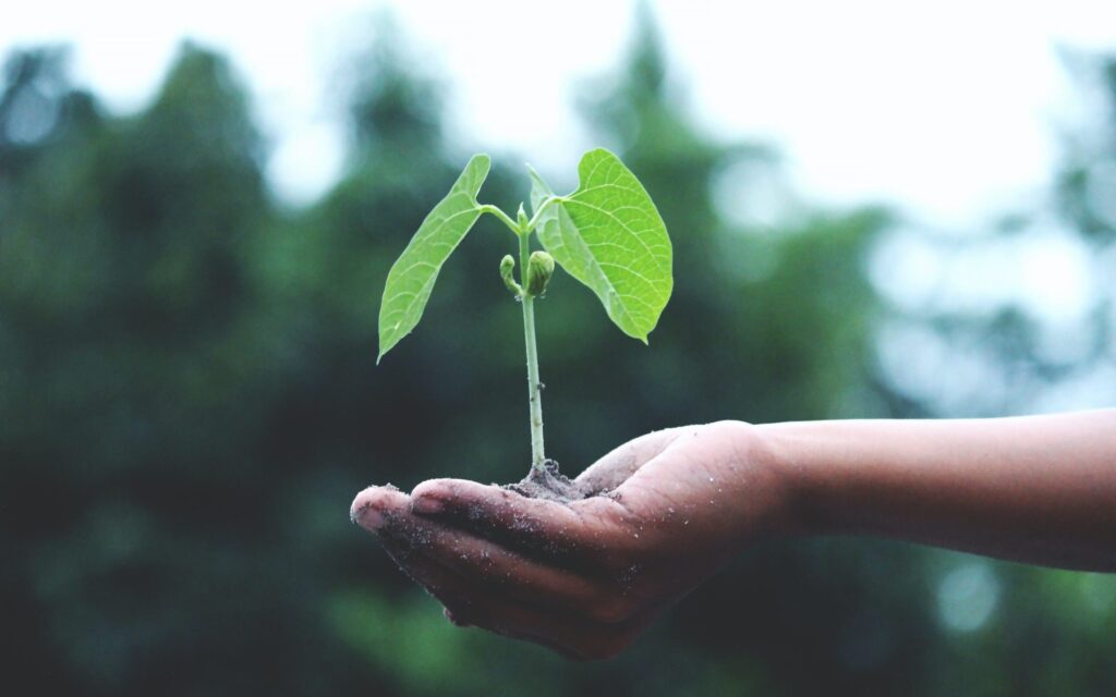 hand holding green plant edited