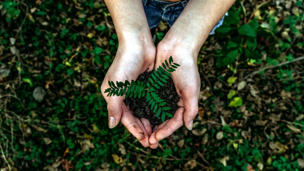 hand holding green plant milieuvriendelijk